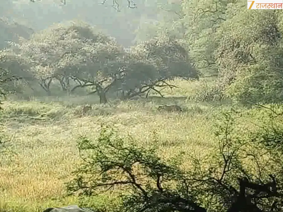 वन विभाग का रुख