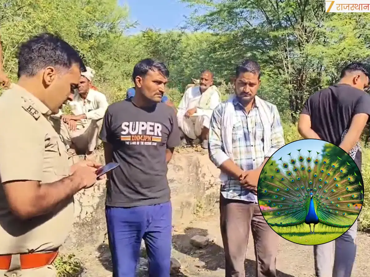 सीकर में मोर मारने वाले बावरिया पुलिस की गिरफ्त में ,  शव  हुए बरामद