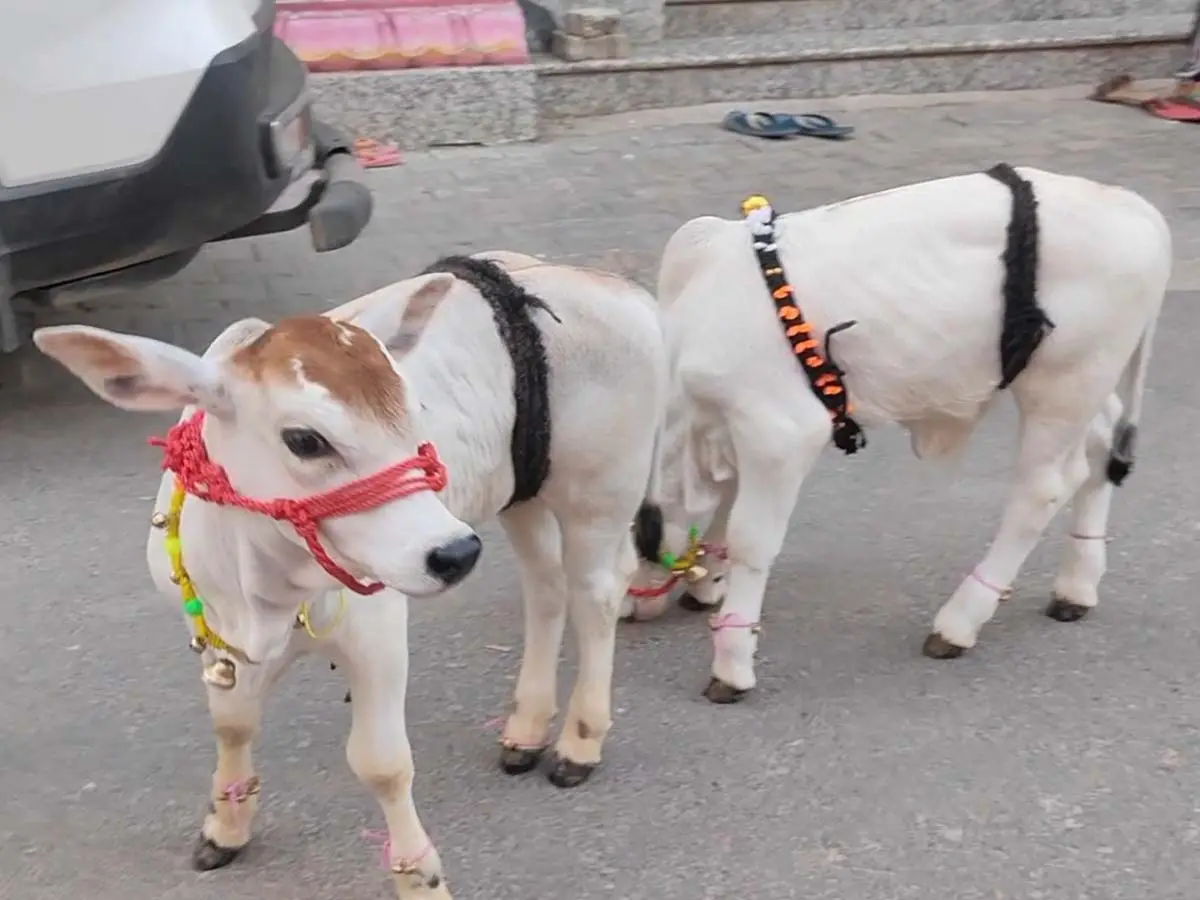 Punganur Cow In Alwar