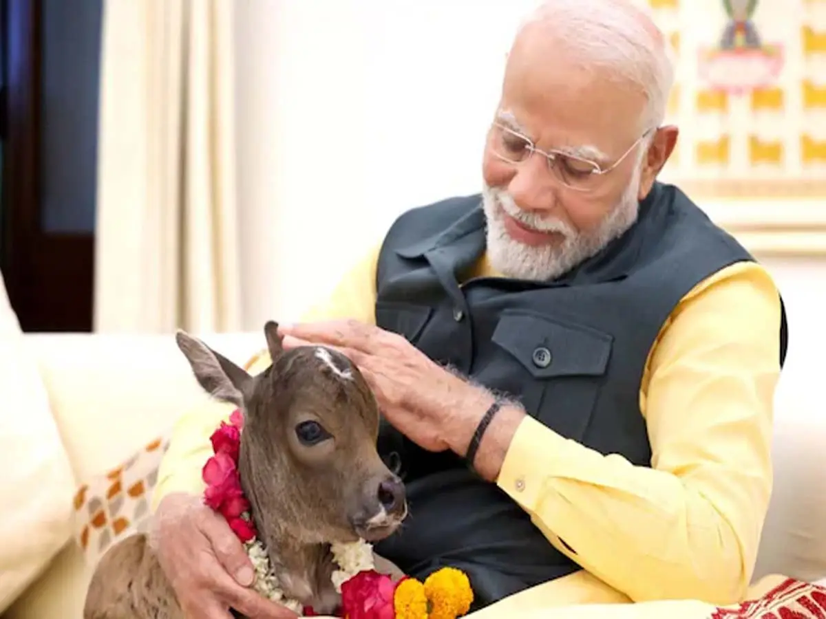 Punganur Cow In Alwar