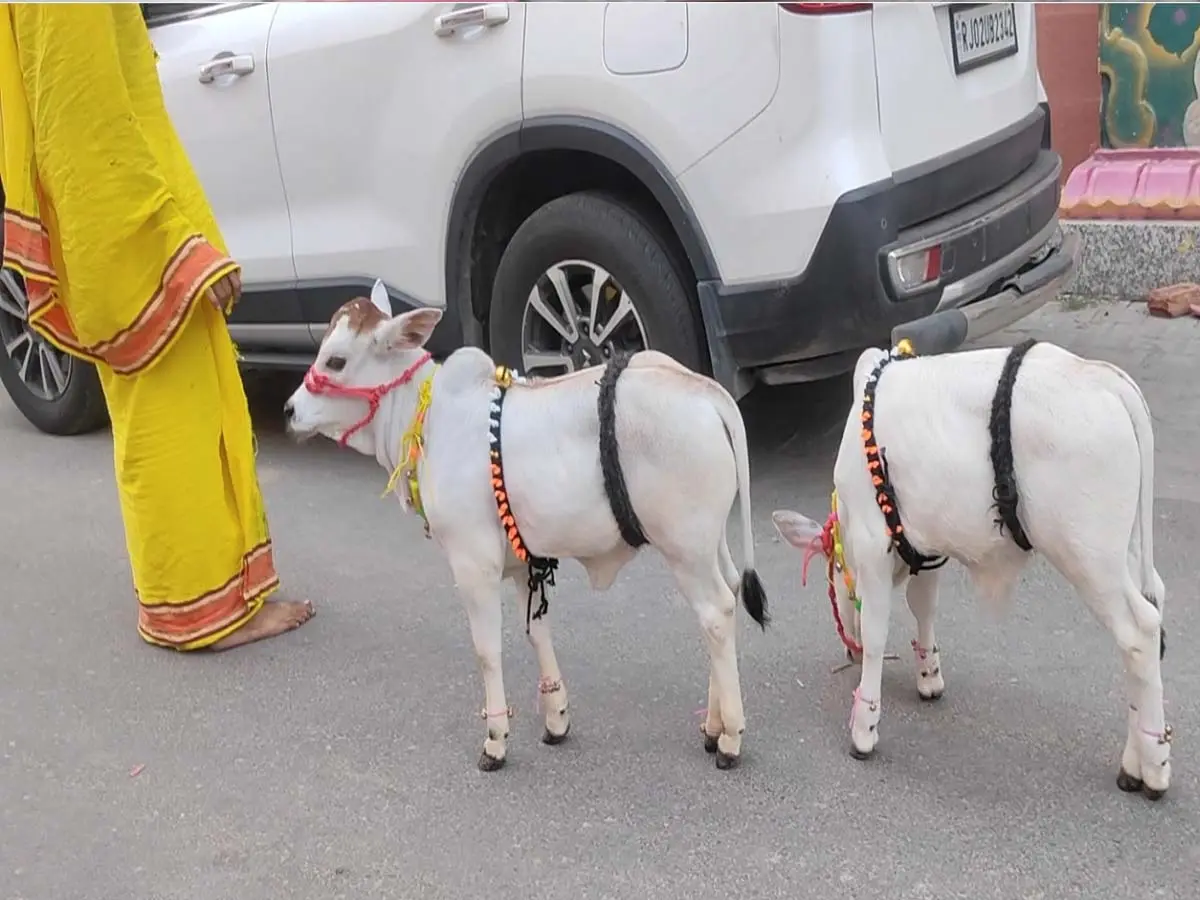 Punganur Cow In Alwar