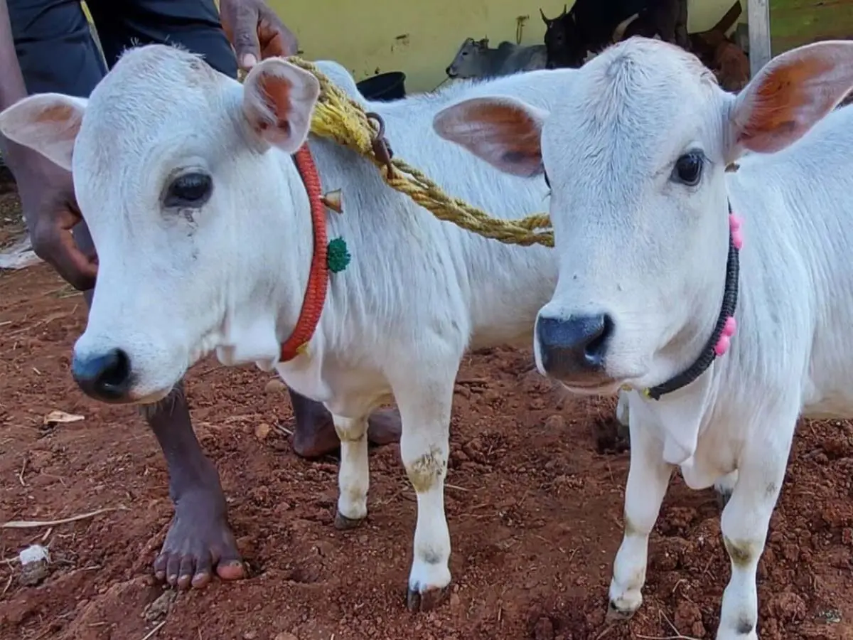 Punganur Cow In Alwar