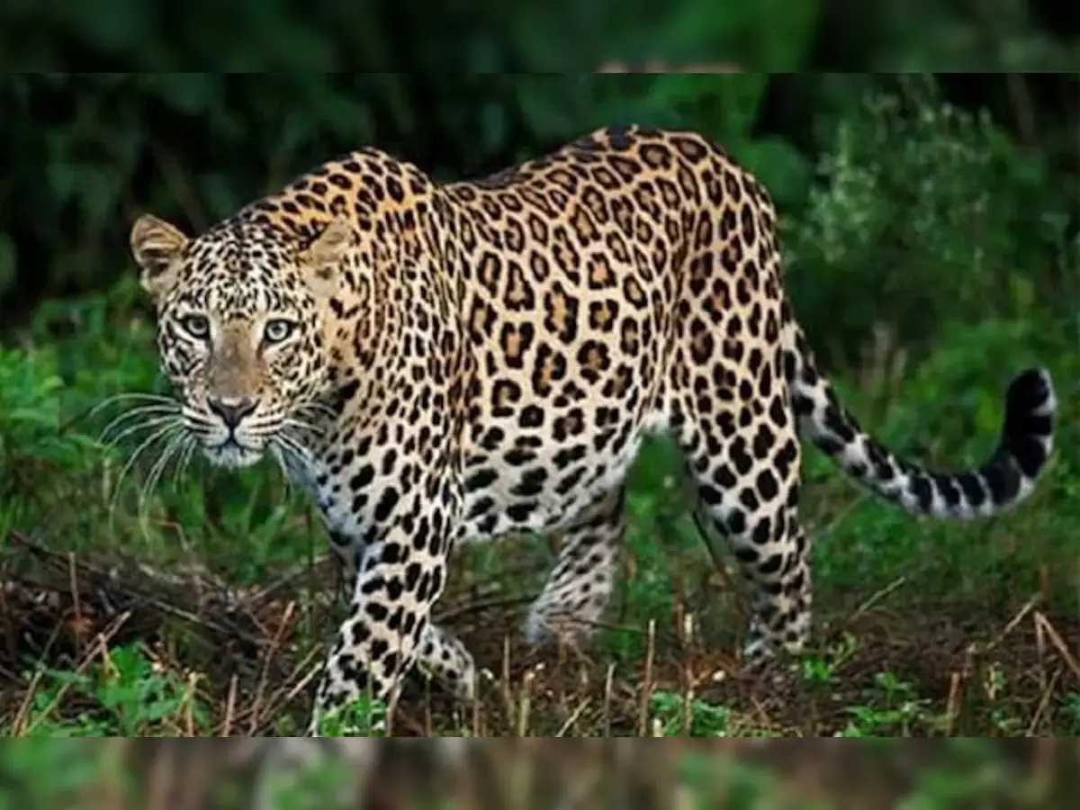 Dungarpur: मोरन नदी के पास गांवों में घूम रहा लेपर्ड, 1 ऊंट और 3 भेड़ का कर चिका शिकार