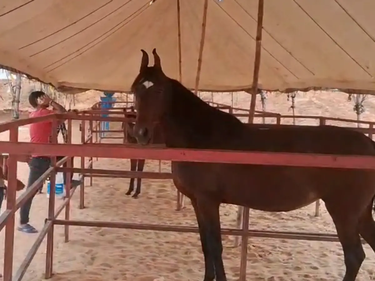 Pushkar Mela 2025: पुष्कर मेले में करोड़ों के घोड़ों के चहल कदमी की धमक, संस्कृति और परंपरा का संगम शुरू, कार्यक्रमों की झलक हुई जारी