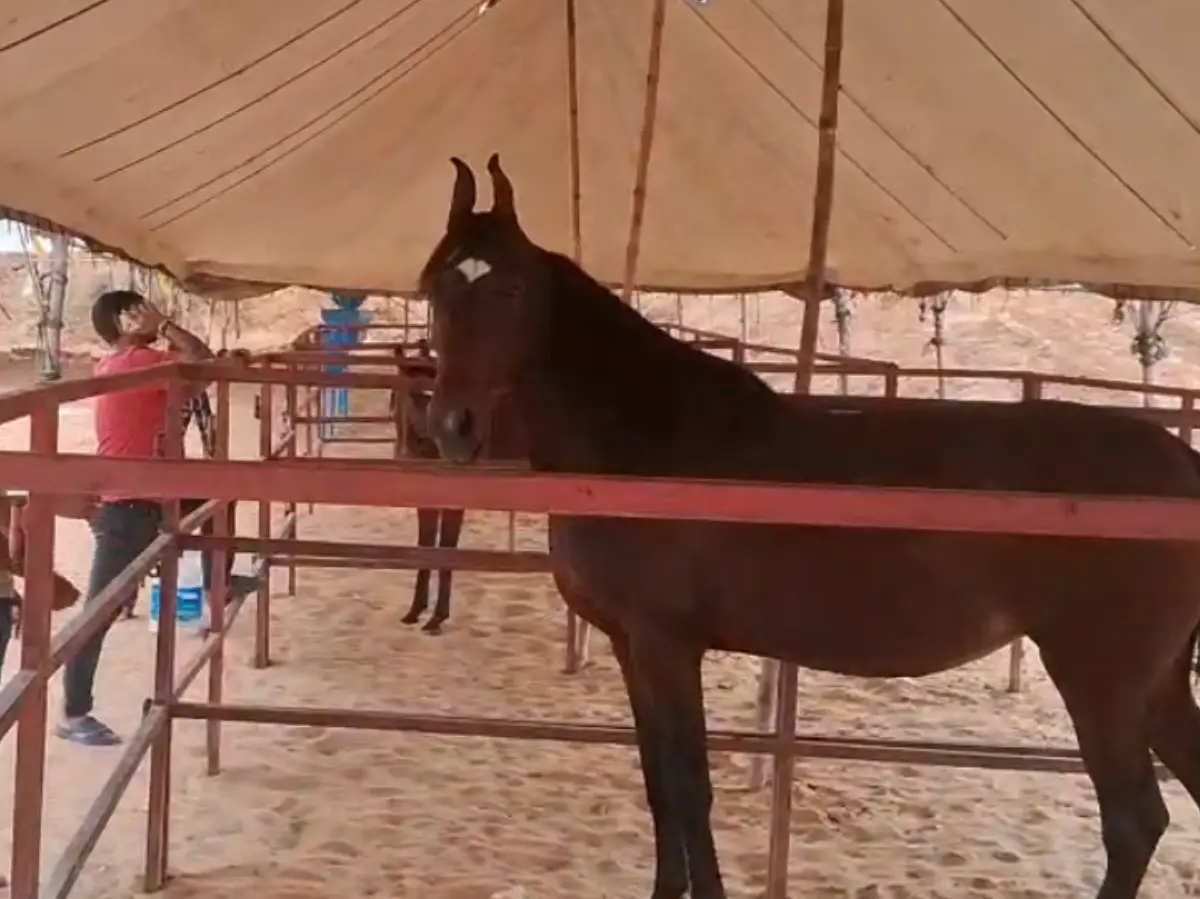 Pushkar Mela 2025: पुष्कर मेले में करोड़ों के घोड़ों के चहल कदमी की धमक, संस्कृति और परंपरा का संगम शुरू, कार्यक्रमों की झलक हुई जारी