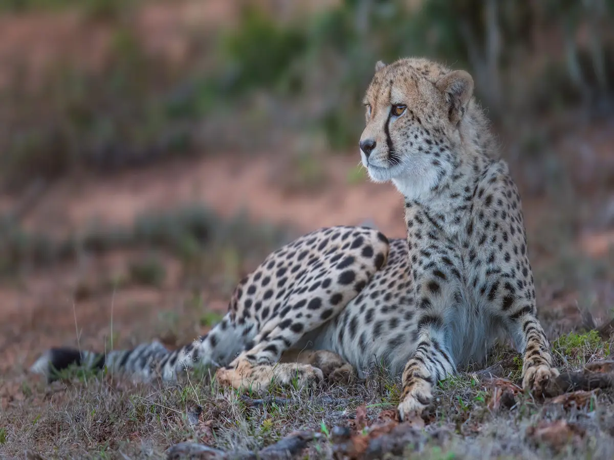 राजस्थान-मध्यप्रदेश का 'चीता कॉरिडोर' प्रोजेक्ट ठप, अथॉरिटी ने कहा-नो ट्रांसफर टू राजस्थान