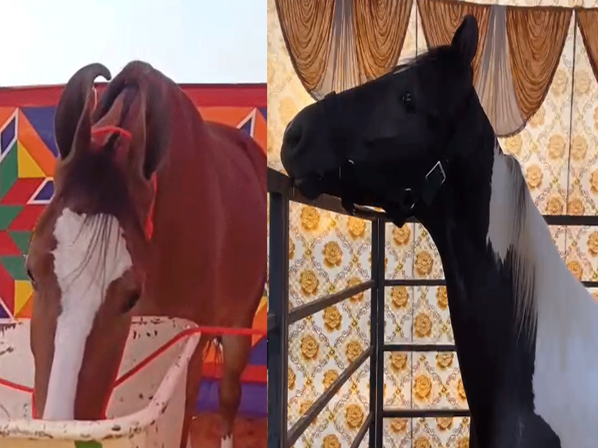 पुष्कर मेले में छाई एक करोड़ की प्रेग्नेंट घोड़ी ‘नगीना’, अंबानी के घोड़ों के बेटे भी बने आकर्षण