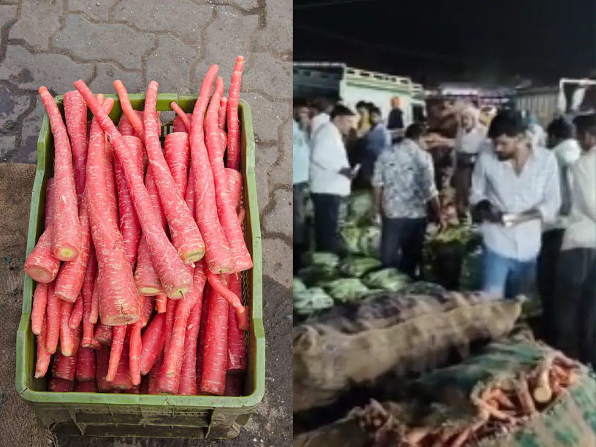 लाल गाजर से भरे ट्रक पहुंच रहे हैं बहरोड़ मंडी, दिल्ली-हरियाणा से लेकर पंजाब तक के किसानों का लग रहा जमावड़ा