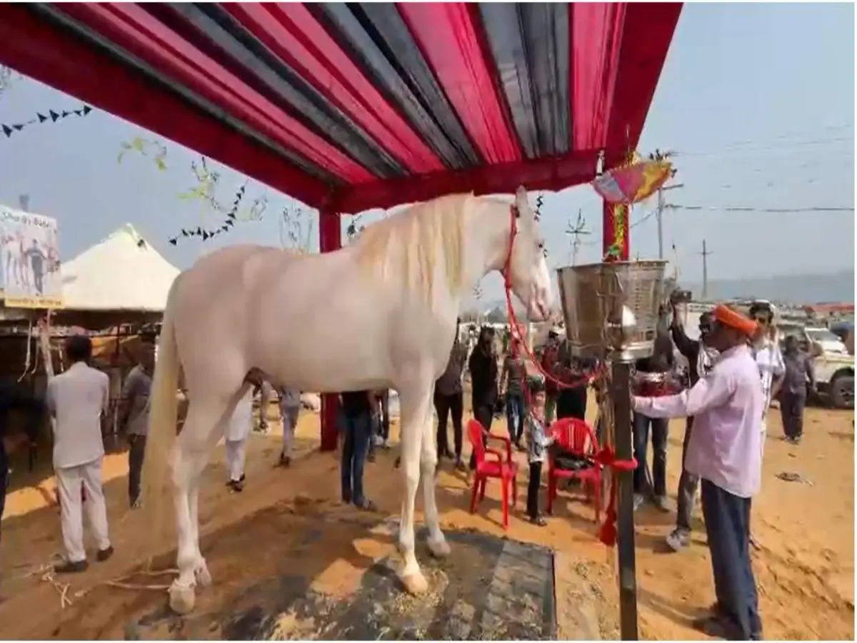 15 Crores Horse