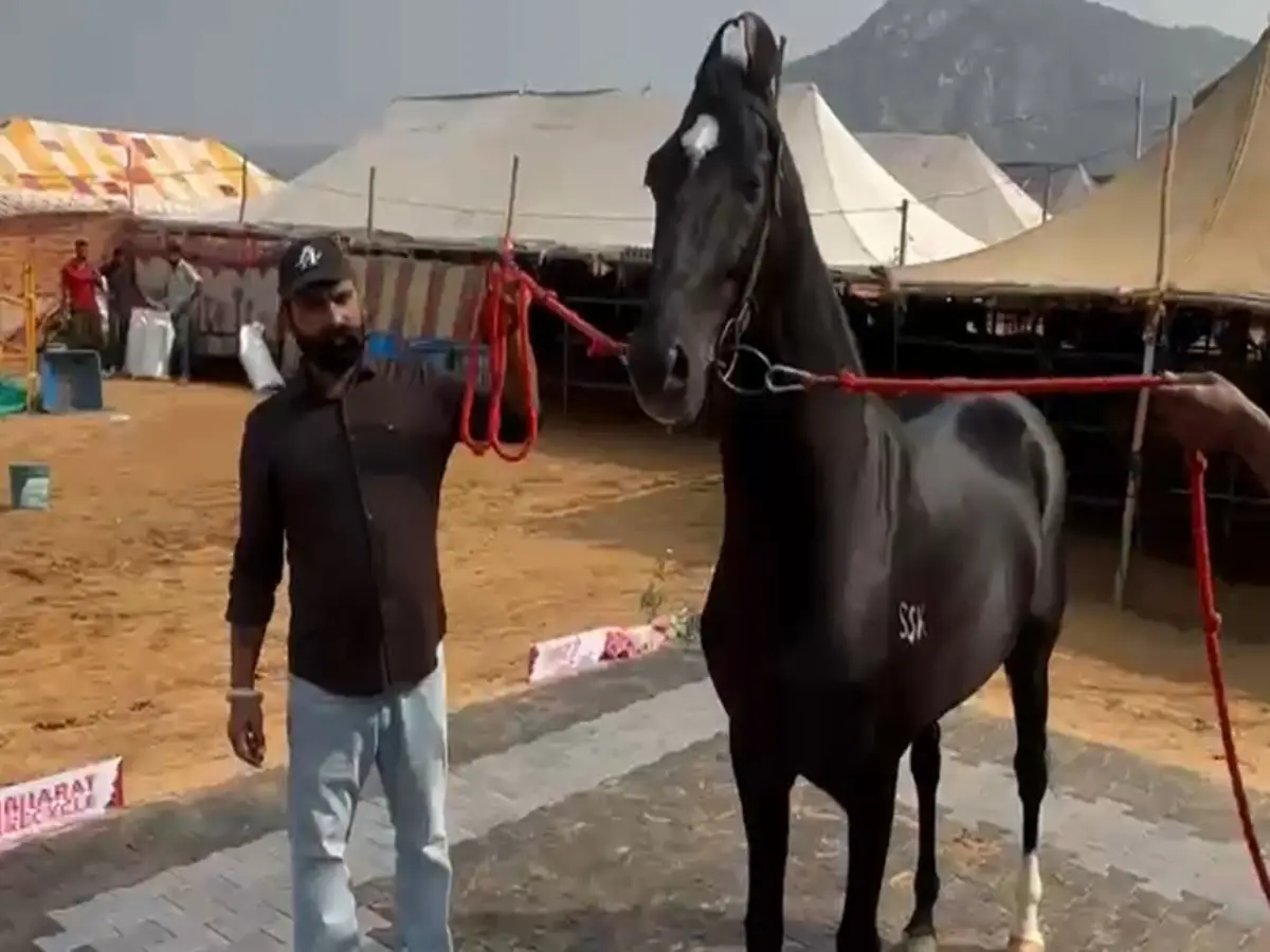 15 Crores Horse