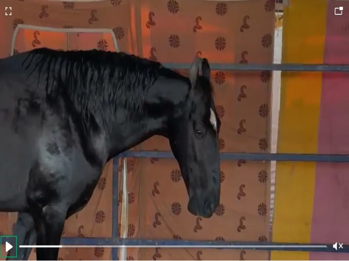15 Crores Horse
