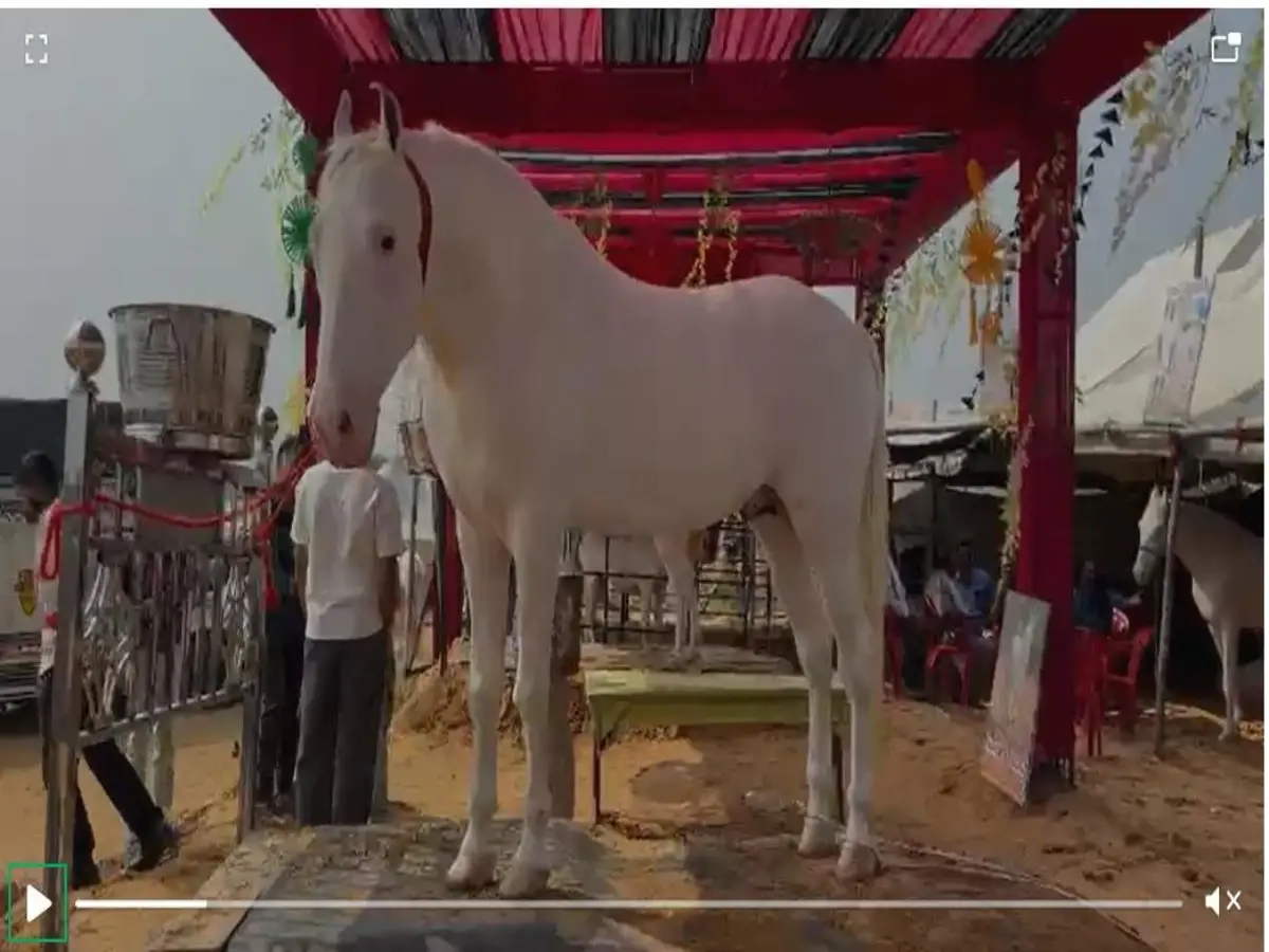 15 Crores Horse