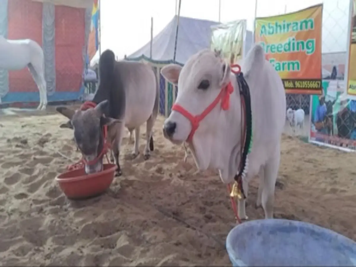 Pushkar Mela 2025