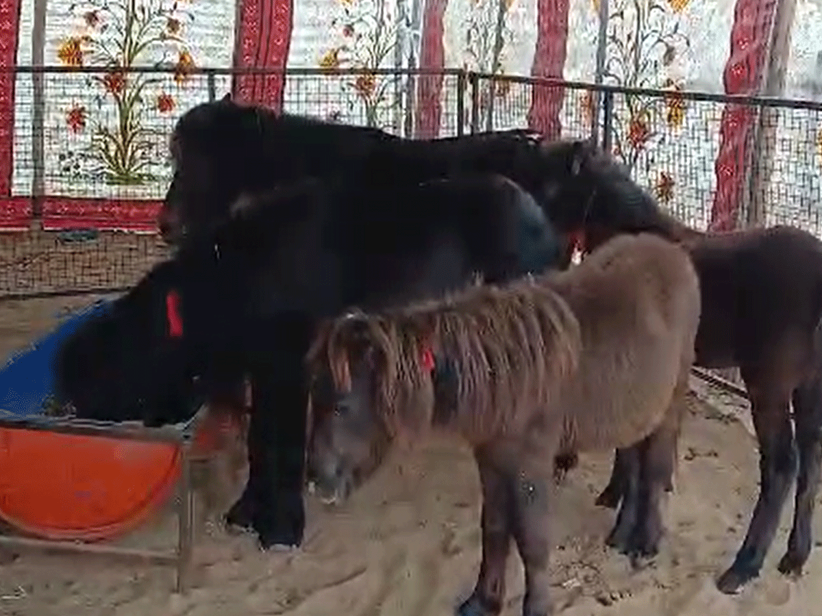 पुष्कर मेले में लाइम लाइट लूट रहा सबसे छोटा घोड़ा, जानिए पोनी हॉर्स की खासियत