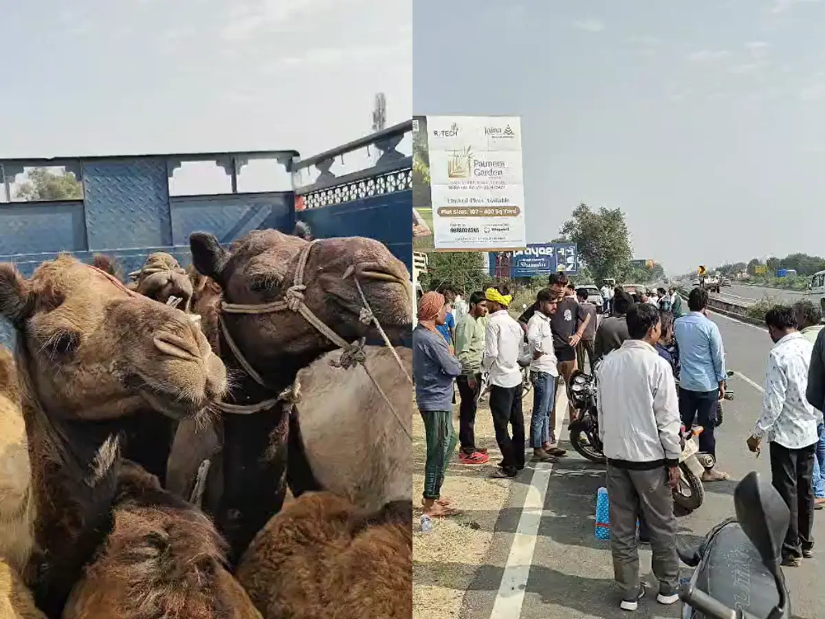 camel smuggling Rajasthan