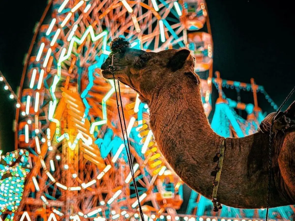 Pushkar Mela 2025