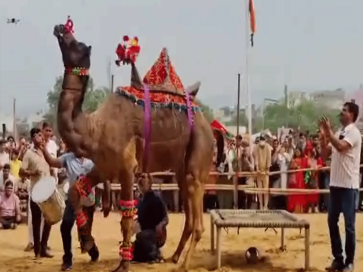 Pushkar Mela 2025: अंतरराष्ट्रीय पुष्कर पशु मेले में ढोल की थाप पर ऊंटों ने किया डांस, बजी तालियां