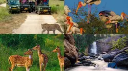 राजस्थान में सर्दियों की सबसे रोमांचक सफारी ट्रिप! नजारे ऐसे की दिल जीत लेंगी