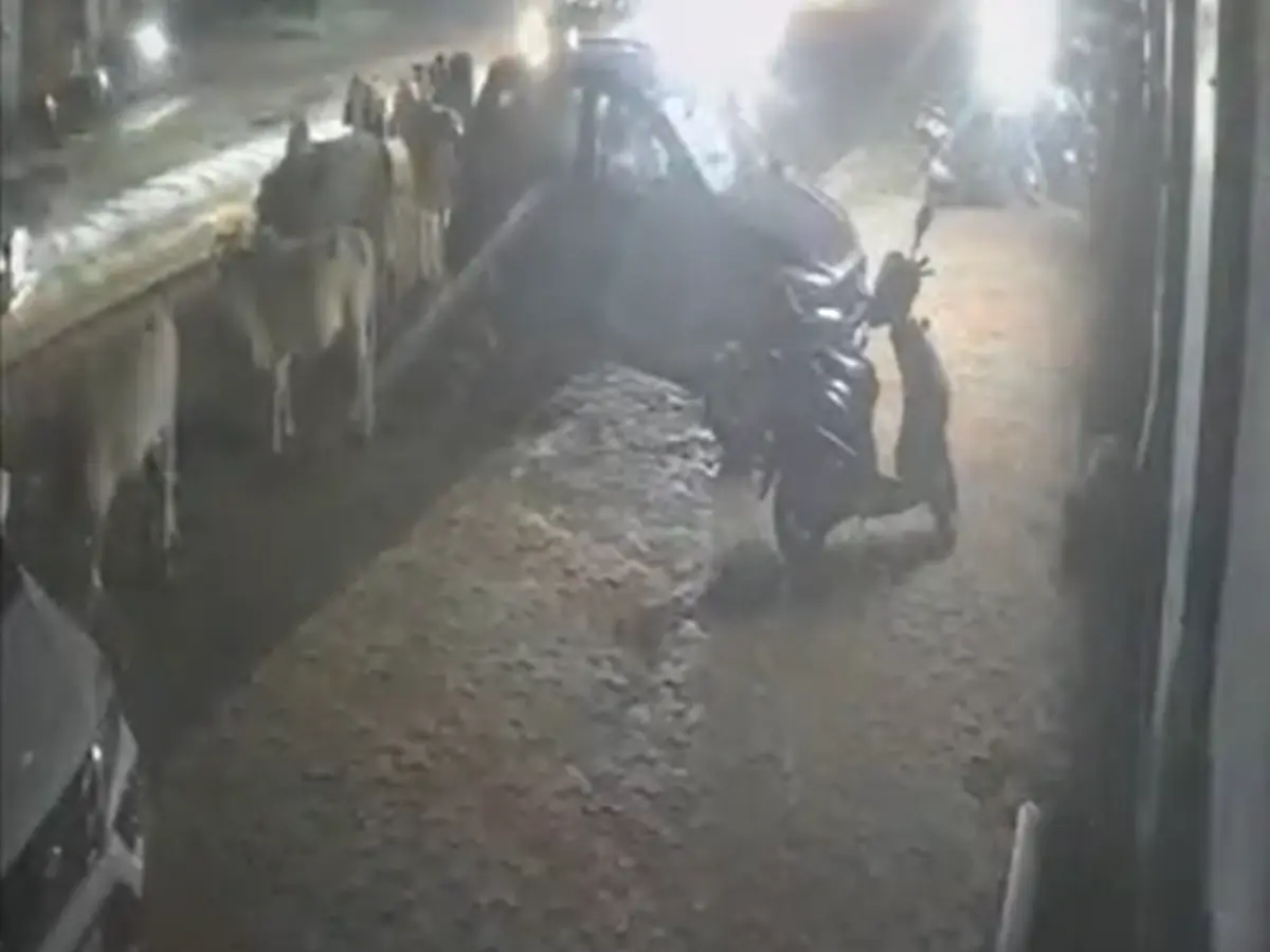 प्रतापगढ़ में तेज रफ्तार कार ने दो गायों को रौंदा, सीसीटीवी में कैद हुई दर्दनाक घटना