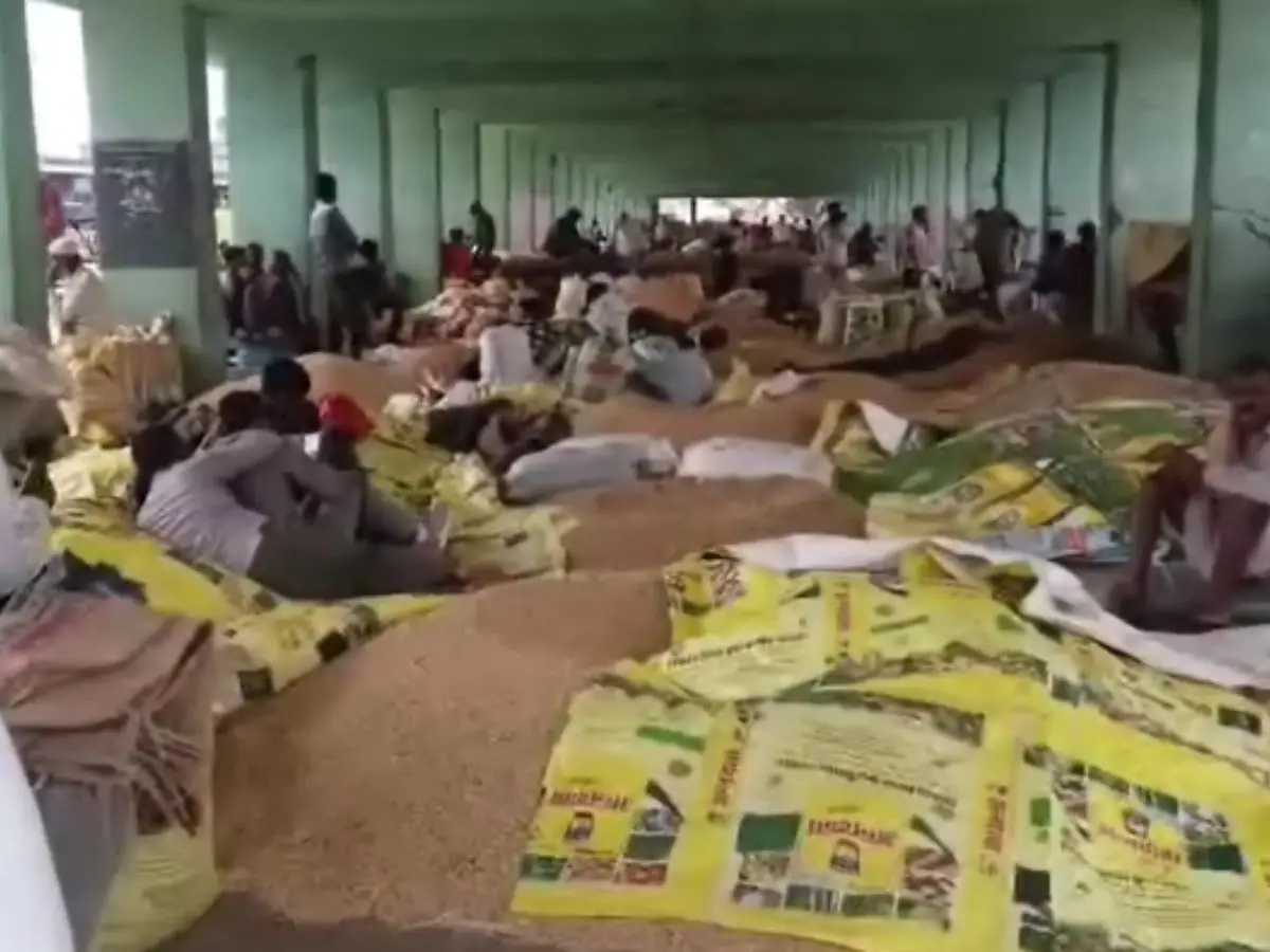 प्रतापगढ़ कृषि उपज मंडी में जिंसों की बंपर आवक, किसान कर रहे करोड़ों की कमाई! प्रतापगढ़ कृषि उपज मंडी में जिंसों की बंपर आवक, किसान कर रहे करोड़ों की कमाई!