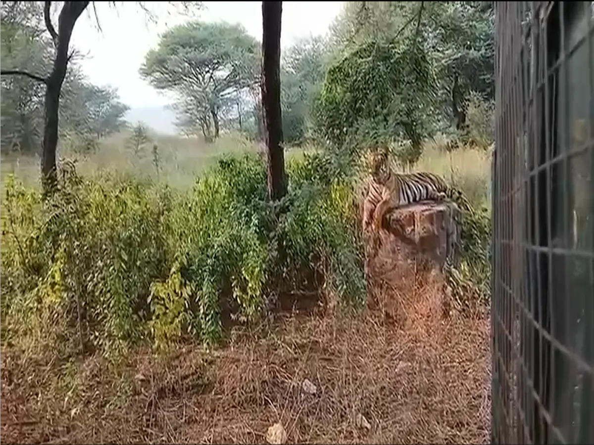 Jaipur Tiger Safari