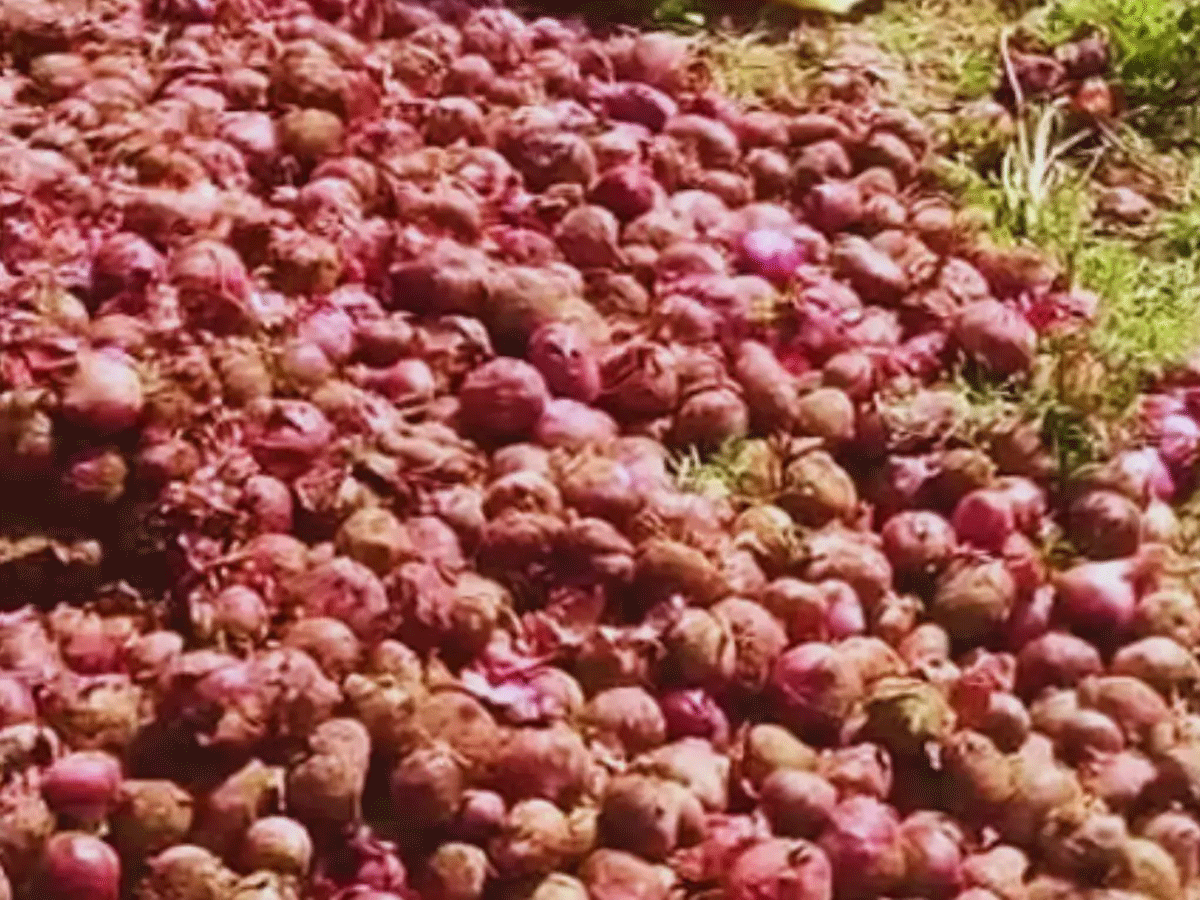 अलवर में प्याज के नहीं मिल रहे दाम, किसानों ने तीसरी बार नदी में फेंकी प्याज की ट्रॉलियां