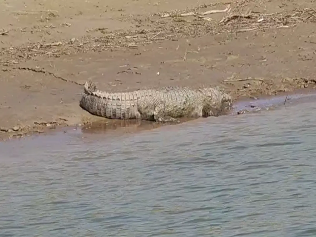 राजस्थान में यहां बनेगा'घड़ियाल हॉटस्पॉट' दूर-दूर से देखने आएंगे लोग!