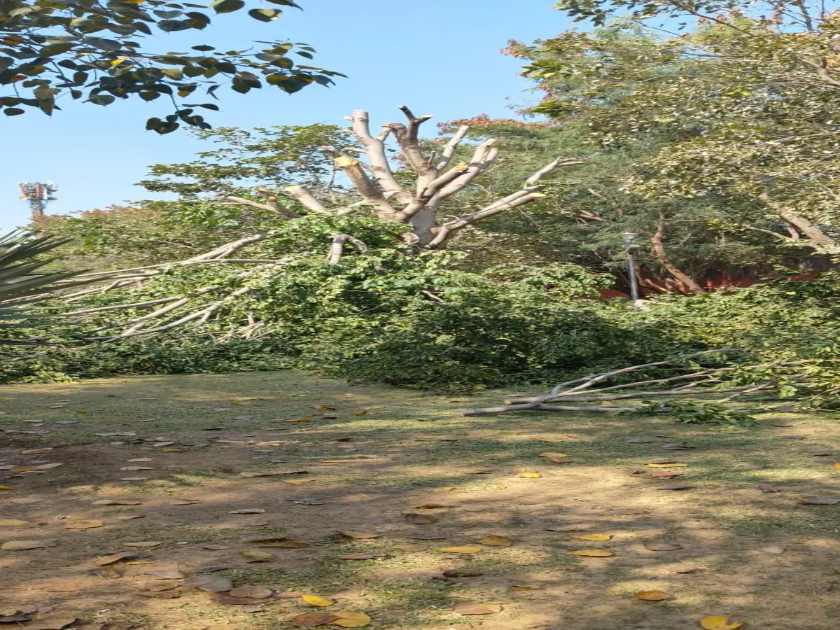 सुबह-सुबह मॉर्निंग वॉकर्स को दिखा डरावना नज़ारा, JDA की कुल्हाड़ी से उड़ा 20 पेड़ों का वजूद