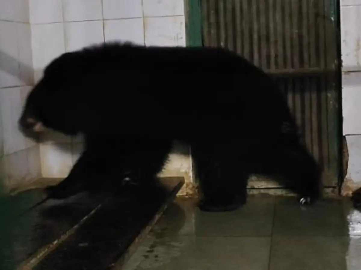 नाहरगढ़ बायोलॉजिकल पार्क में हिमालयन ब्लैक बियर का आगमन, जानें पूरा एक्सचेंज प्रोग्राम