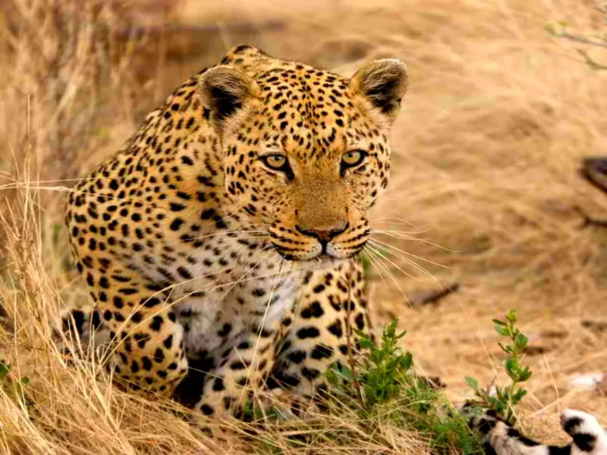 लैपर्ड को पीटना सेल्फ डिफेंस या वन अधिनियम का उल्लंघन? जलमहल की घटना के बाद उठे सवाल लैपर्ड को पीटना सेल्फ डिफेंस या वन अधिनियम का उल्लंघन? जलमहल की घटना के बाद उठे सवाल