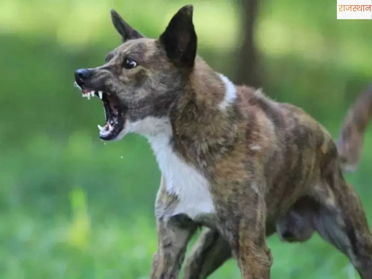 कैथवाड़ा में 4 साल की बच्ची पर कुत्ते का हमला, गंभीर घायल