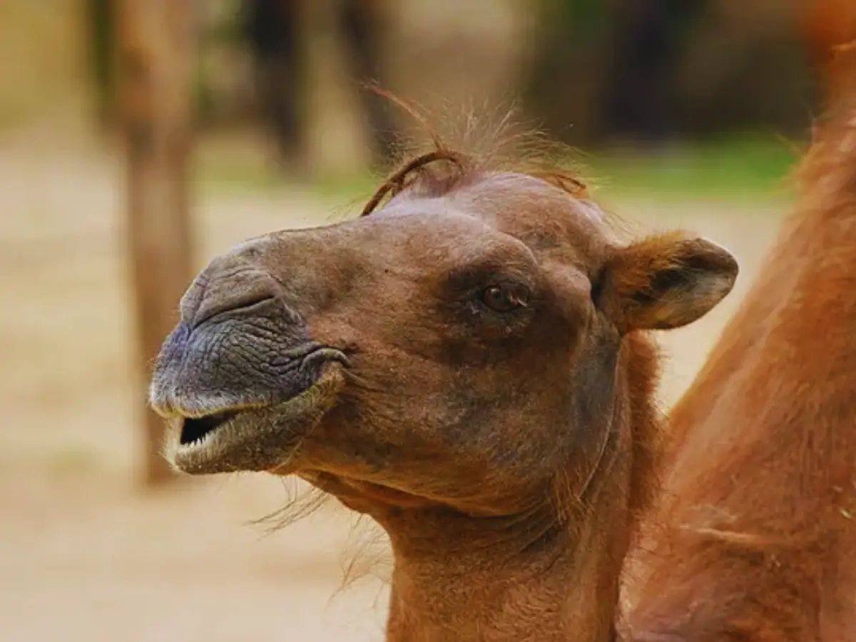 Camel Three Eyelids