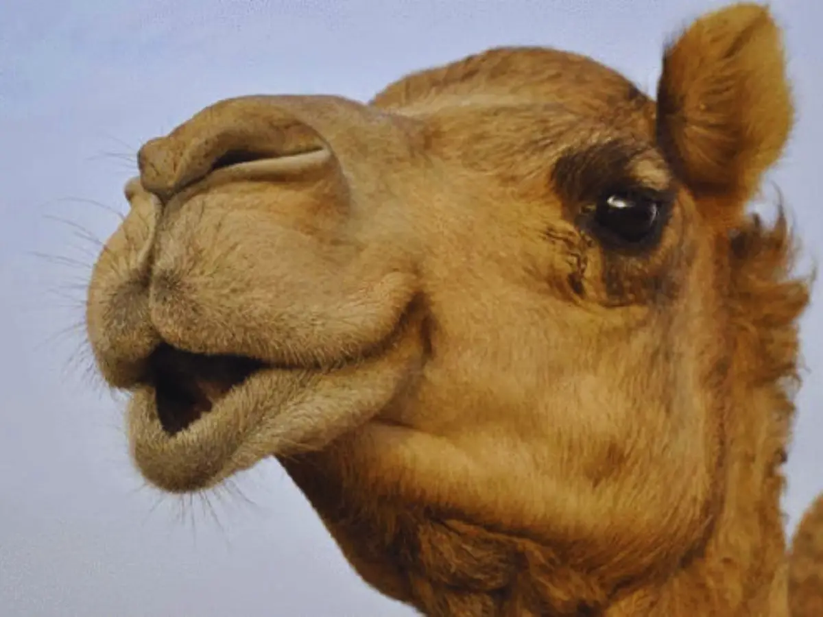 रेत और धूल से रक्षा