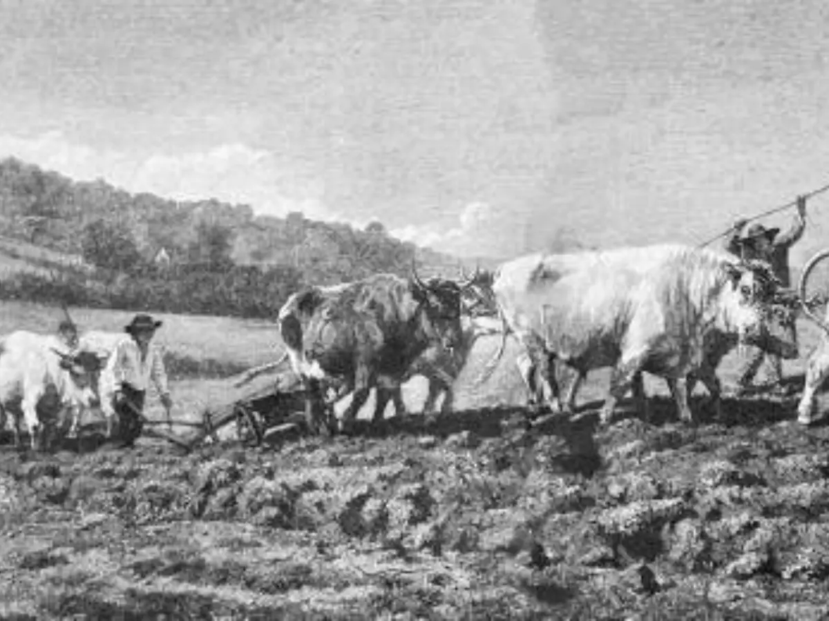 1665 में राजा कर्णसिंह ने चलाया चांदी का हल