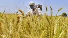 किसानों का दर्द खत्म! PMFBY ने खोला नया अपडेट, जंगली जानवरों पर भी मिलेगा बीमा क्लेम, जानें कैसे