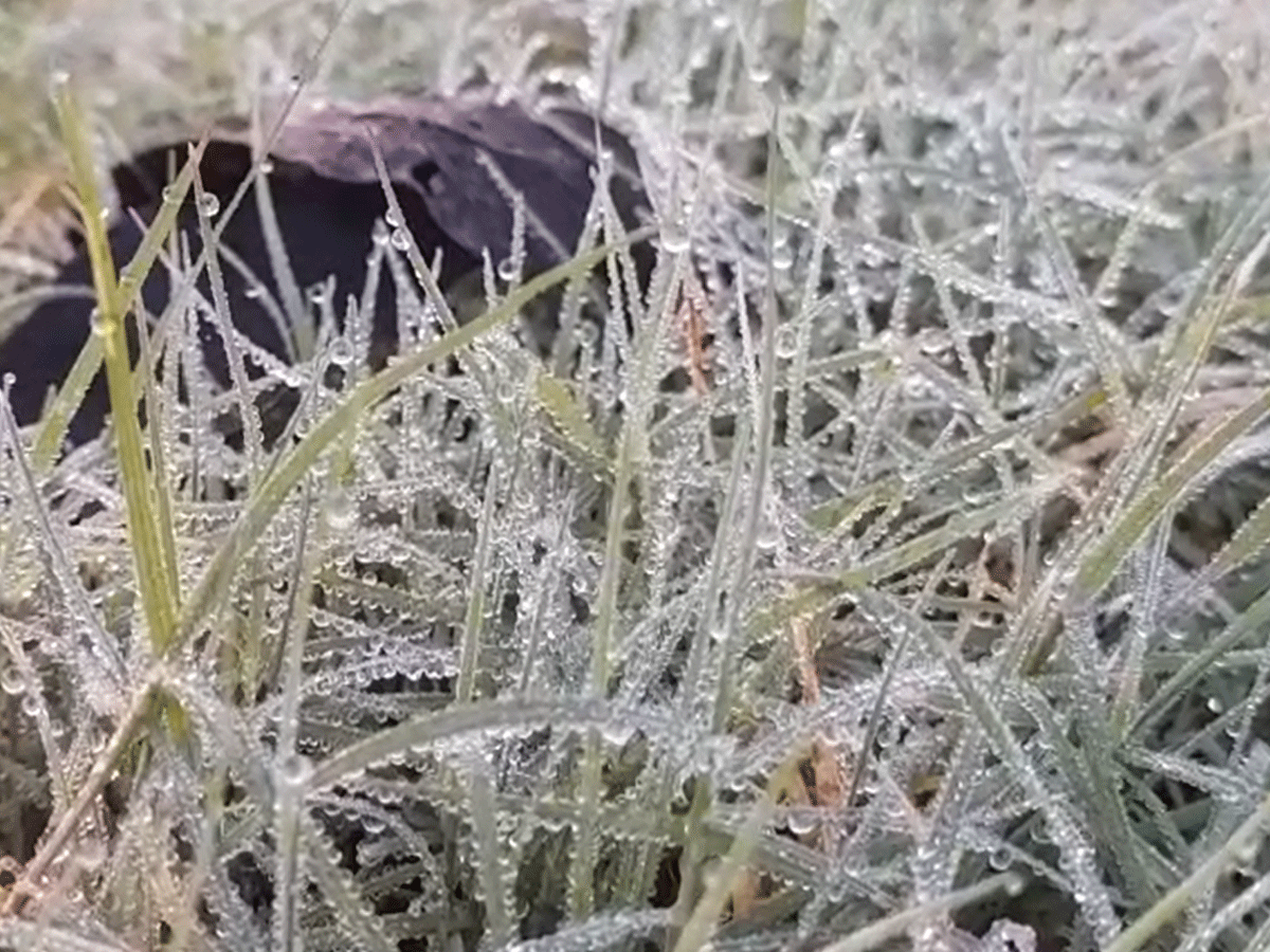 Sikar Weather Update: सीकर में कड़े हुए सर्दी के तेवर, 5 डिग्री पहुंचा फतेहपुर का तापमान, जानें नया अपडेट