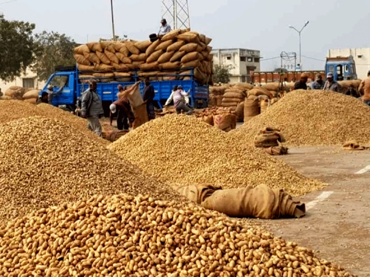 क्या आप जानते हैं कि राजस्थान में एशिया की सबसे बड़ी मूंगफली मंडी कहां है?