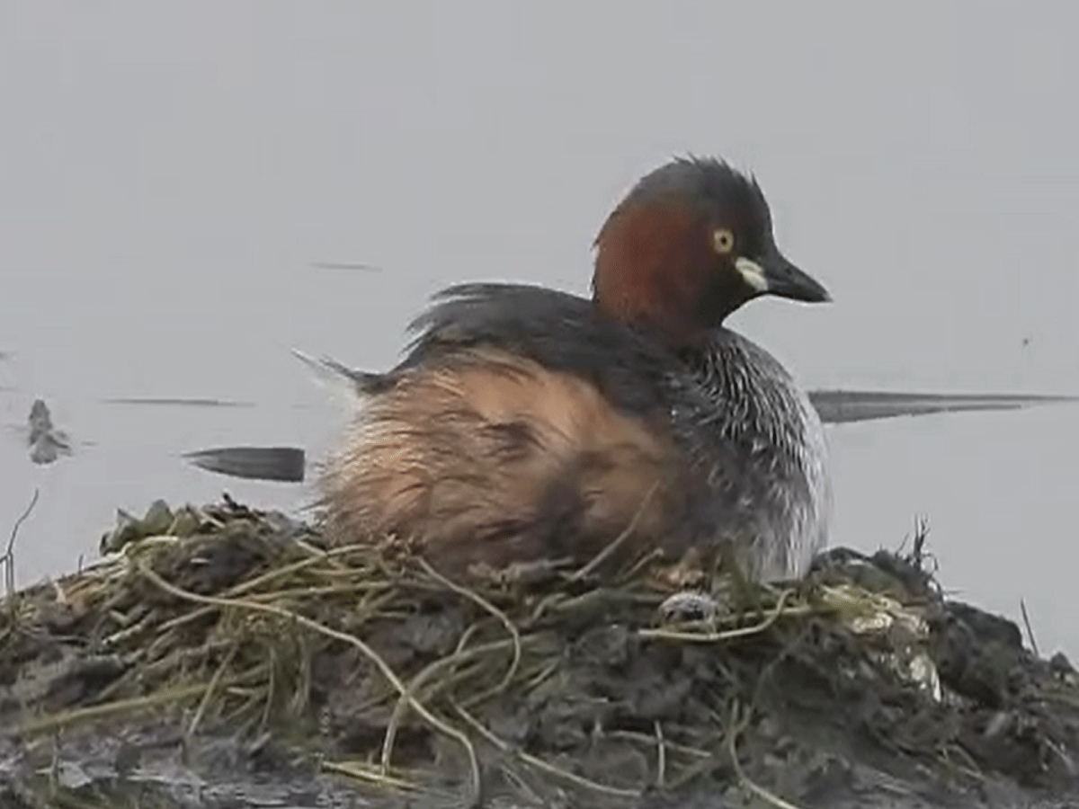 कोटा में गोपाल पक्षी विहार बना प्रवासी पक्षियों के लिए नया स्वर्ग, दिख रहीं कई दुर्लभ प्रजातियां