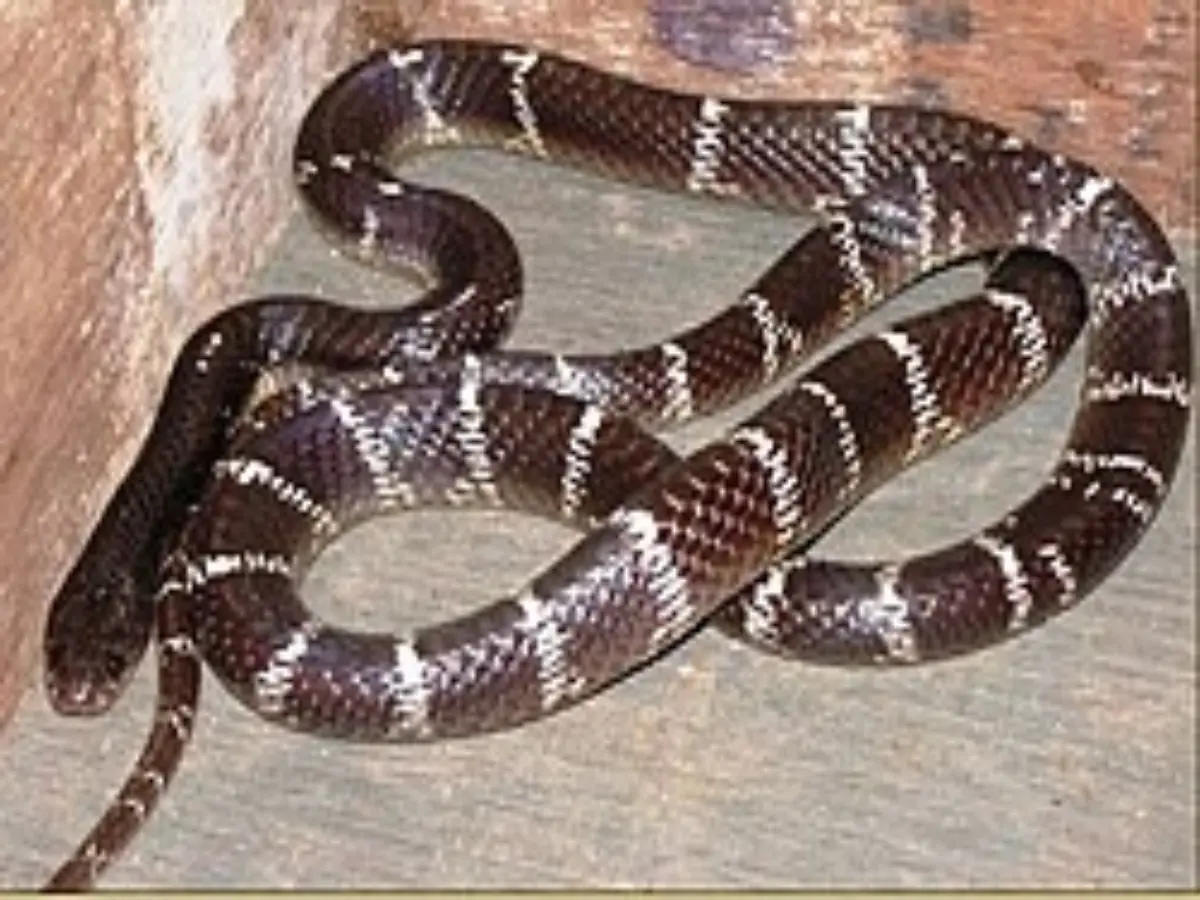 Rajasthan Snakes In Winter