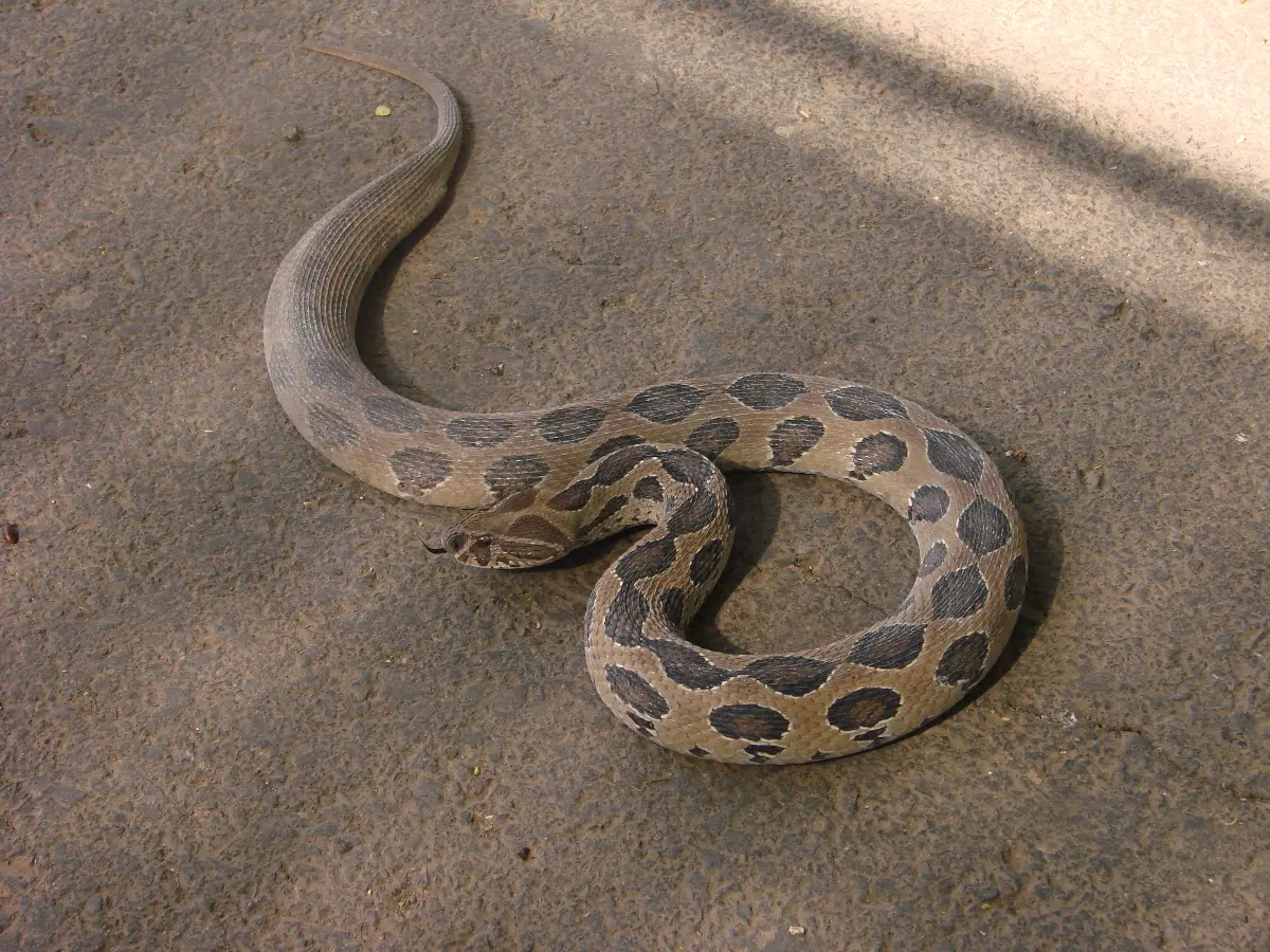 Rajasthan Snakes In Winter