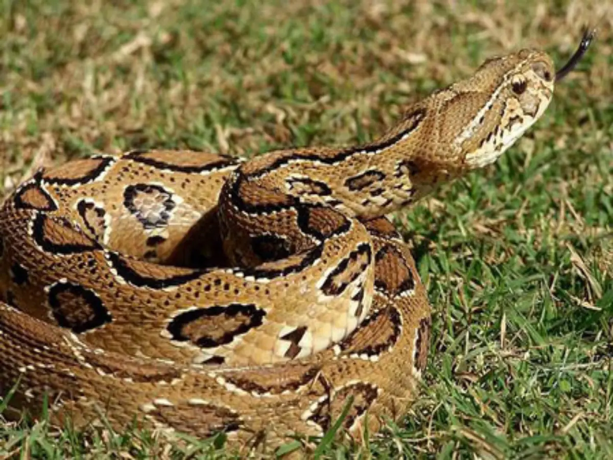 Rajasthan Snakes In Winter