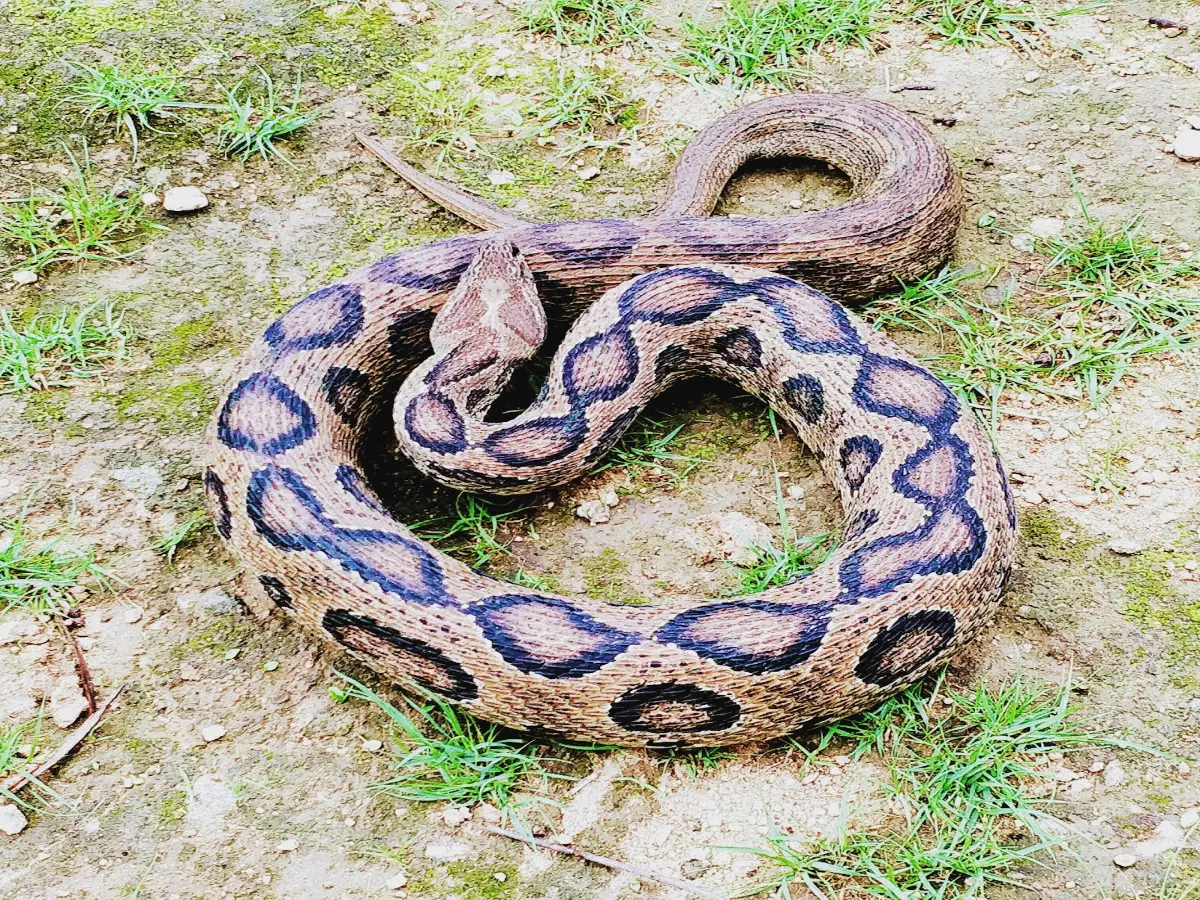 Rajasthan Snakes In Winter