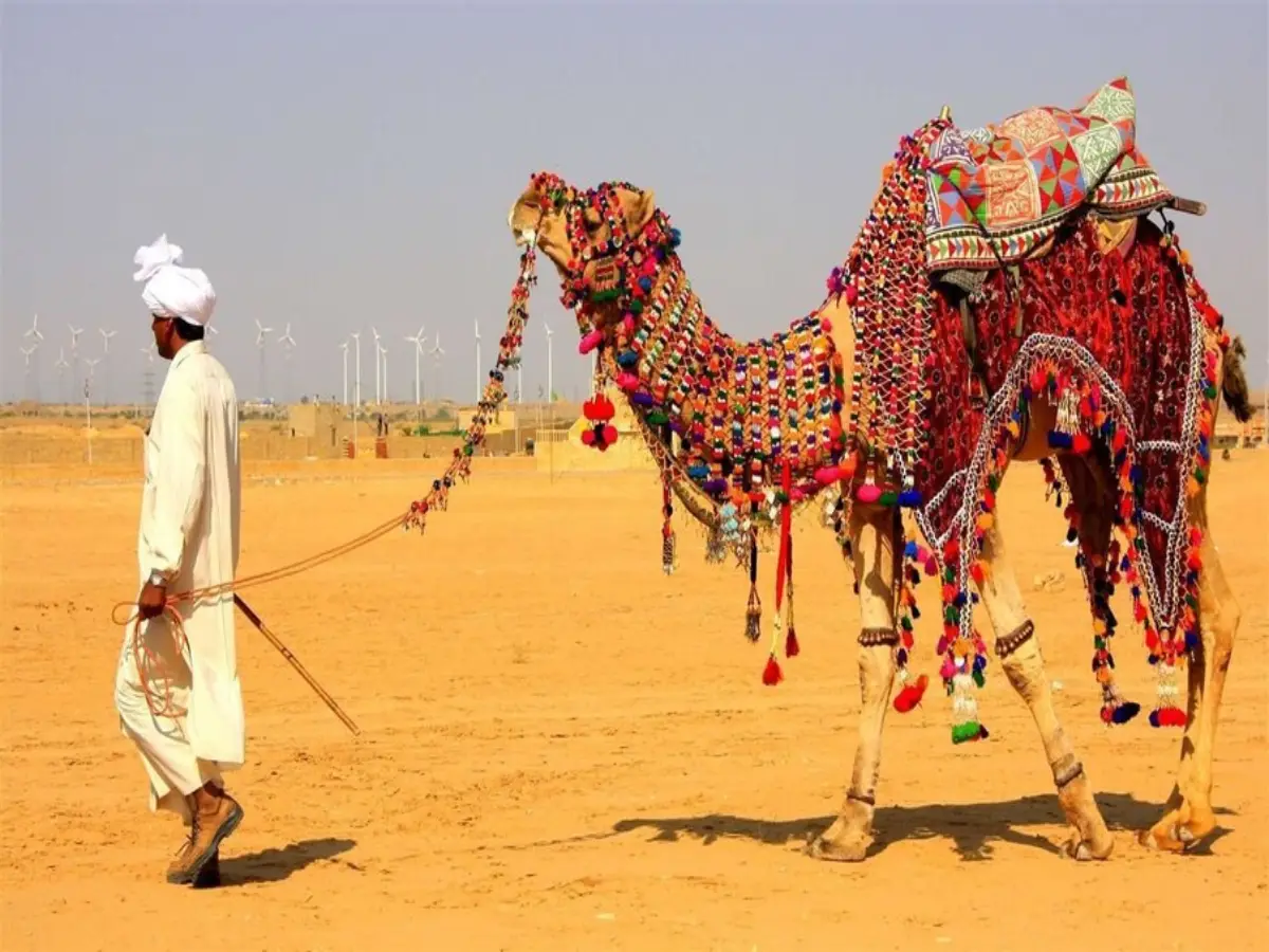 Rajasthan Trending Quiz: किस नस्ल का ऊंट रेत में दौड़ सकता है? Rajasthan Trending Quiz: किस नस्ल का ऊंट रेत में दौड़ सकता है?