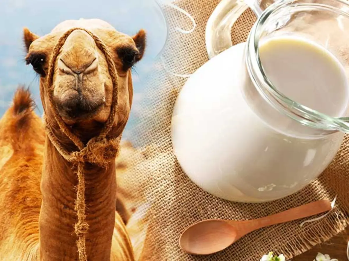 camel milk in rajasthan