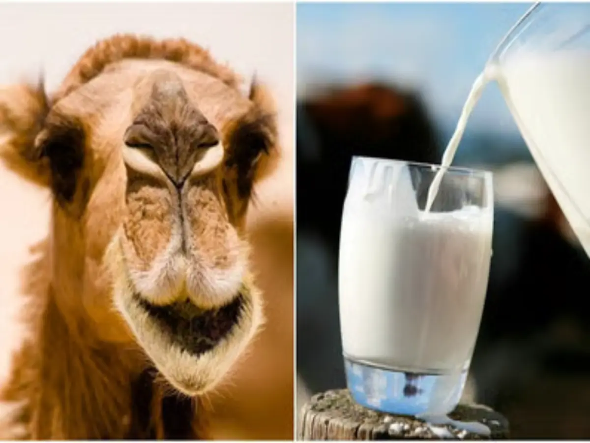 camel milk in rajasthan