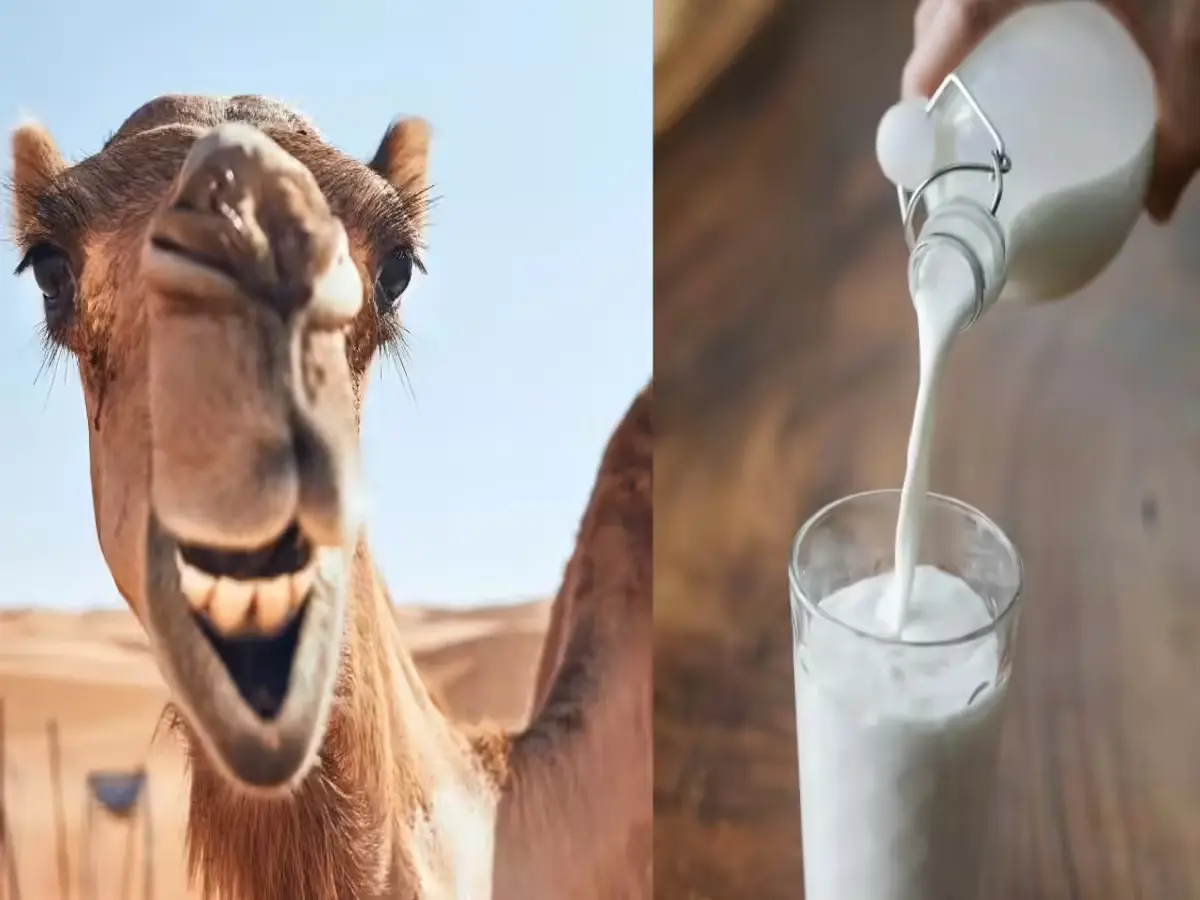 camel milk in rajasthan