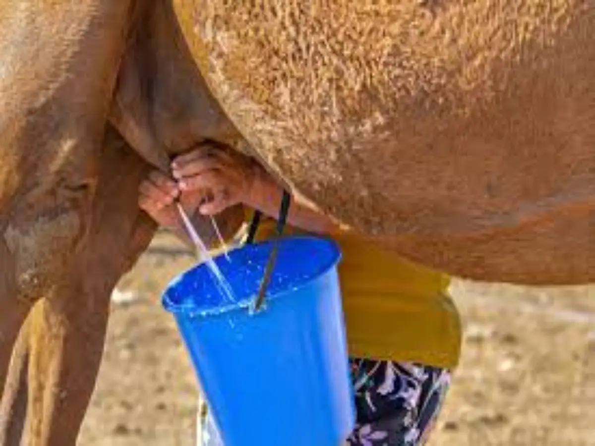 camel milk in rajasthan