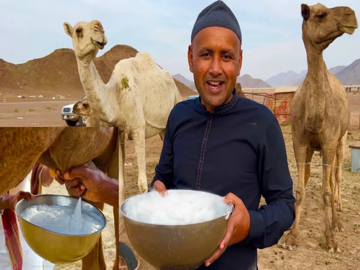 camel milk in rajasthan