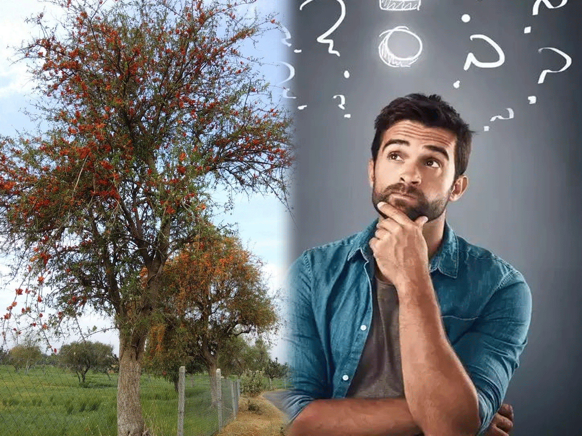 बिना गूगल किए बताएं राजस्थान के राज्य पुष्प का नाम, नहीं बता पाए बड़े-बड़े तुर्रम खान! बिना गूगल किए बताएं राजस्थान के राज्य पुष्प का नाम, नहीं बता पाए बड़े-बड़े तुर्रम खान!