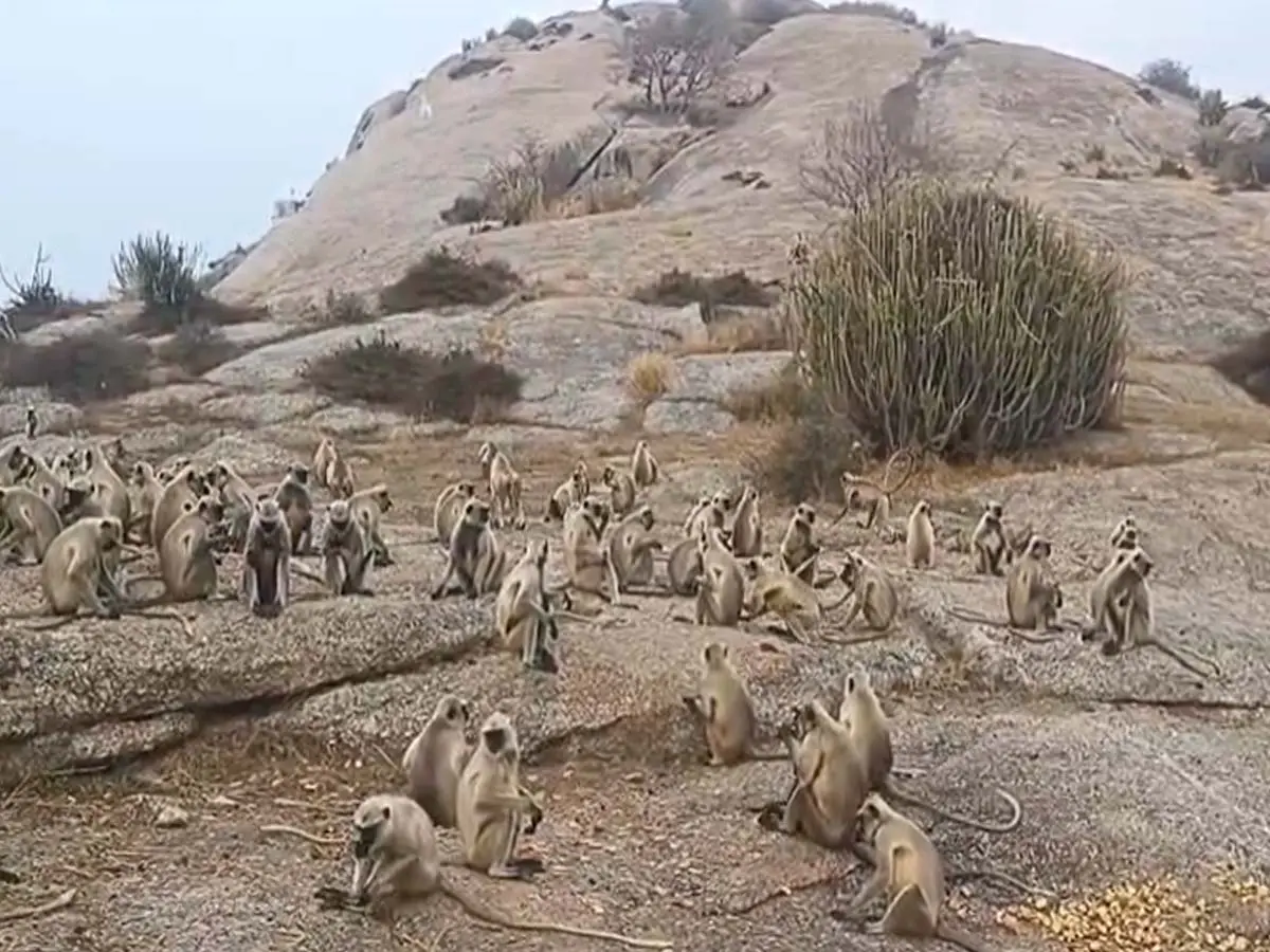 राजस्थान के इस टापू पर फंसे हैं  300 लंगूर, जान जोखिम में डालकर नाव से खाना पहुंचाते हैं लोग